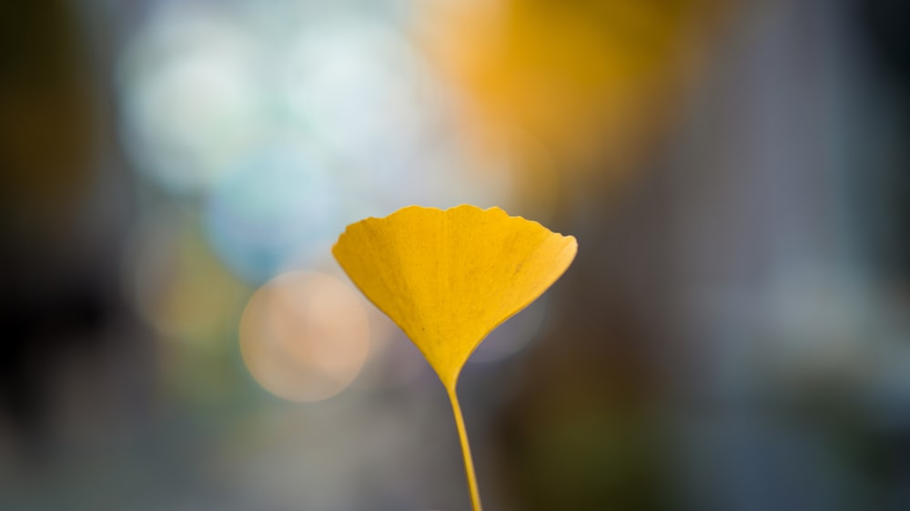 a close up of a flower