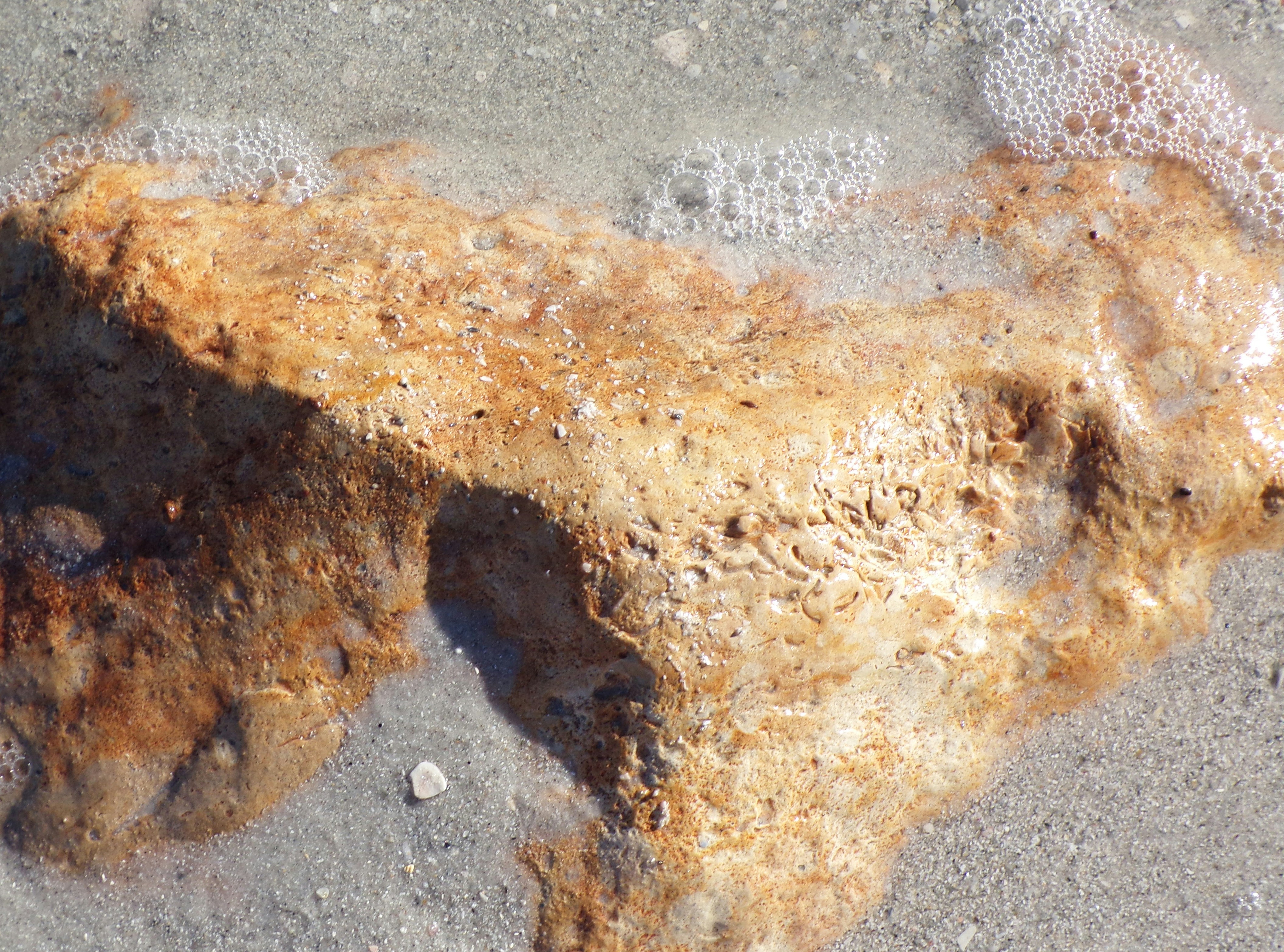 Calcium und Mineralien für Hunde: Natürliche Quellen und ihre Vorteile