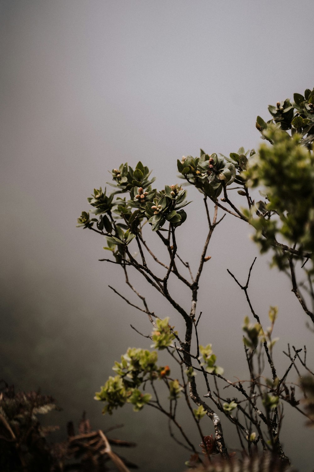 a tree with flowers