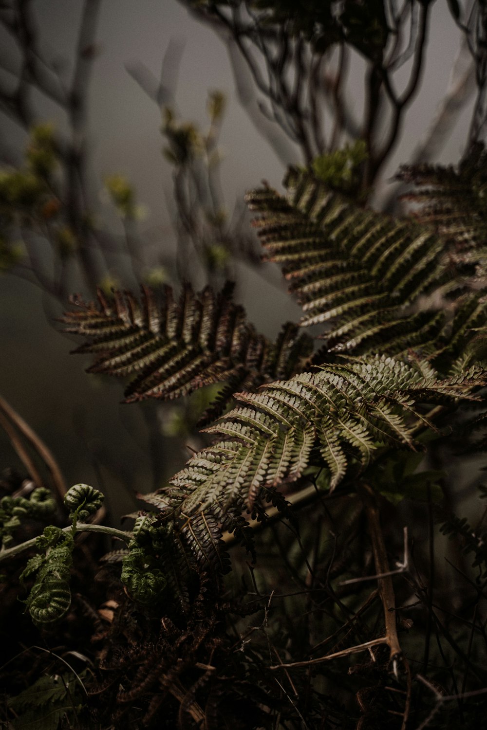 a close up of a pine tree