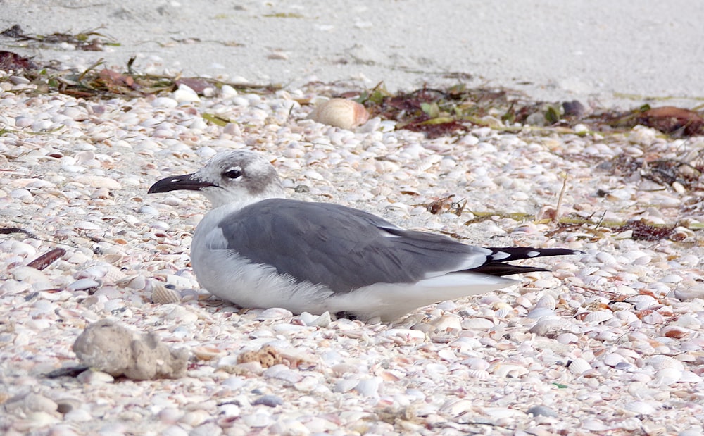 a bird sitting on the ground