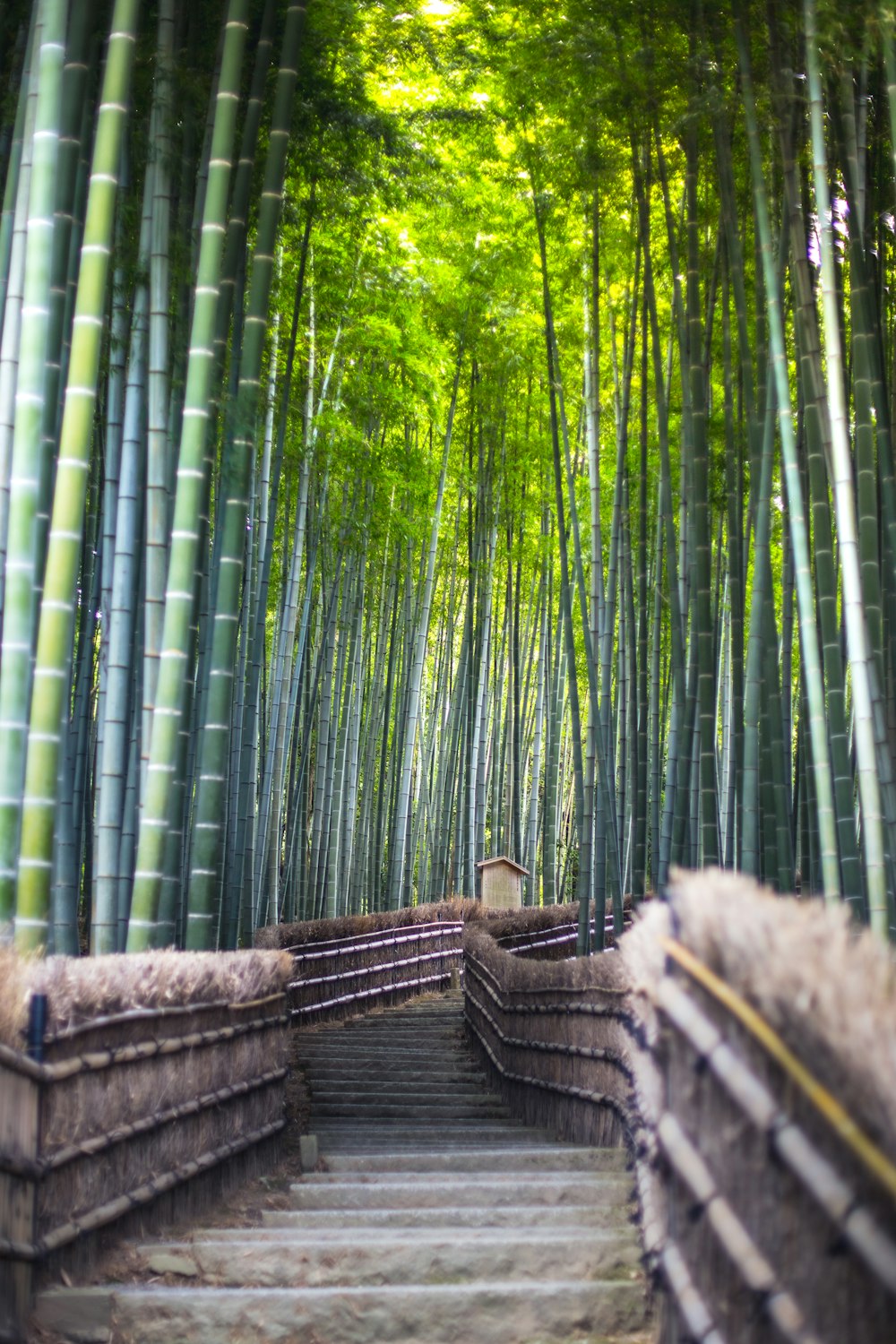 a wooden staircase in a bamboo forest