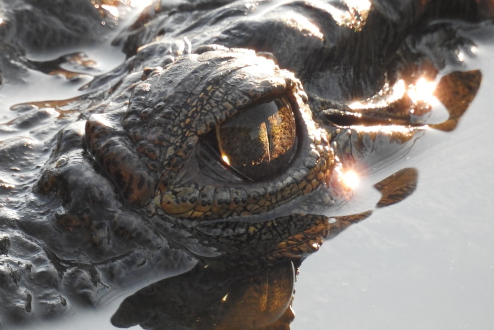 a close up of a crocodile