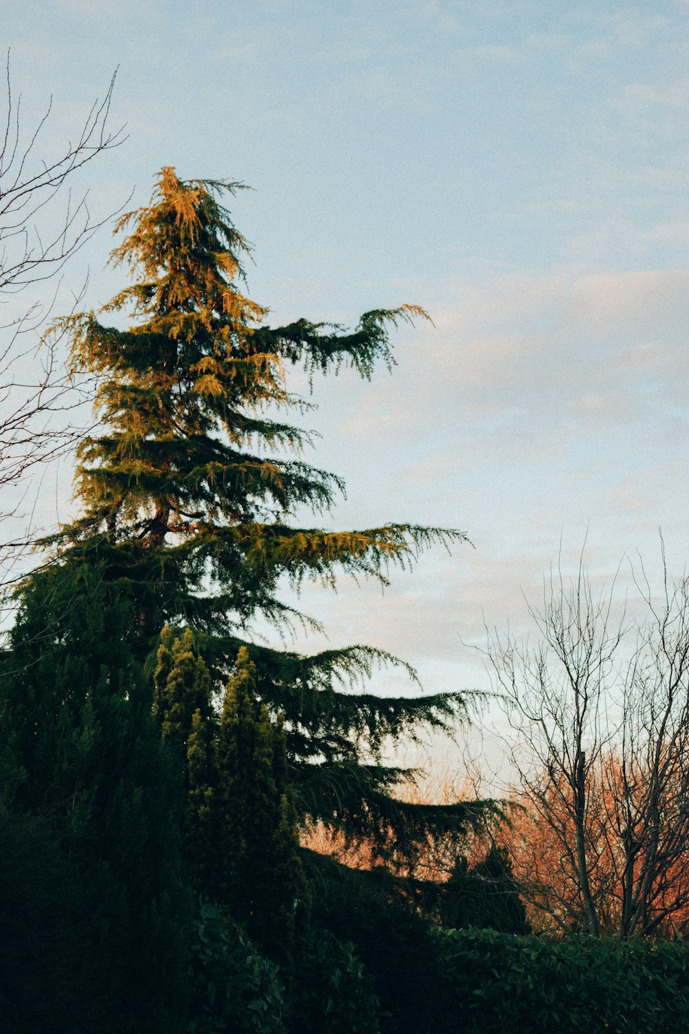 a tree with a mountain in the background