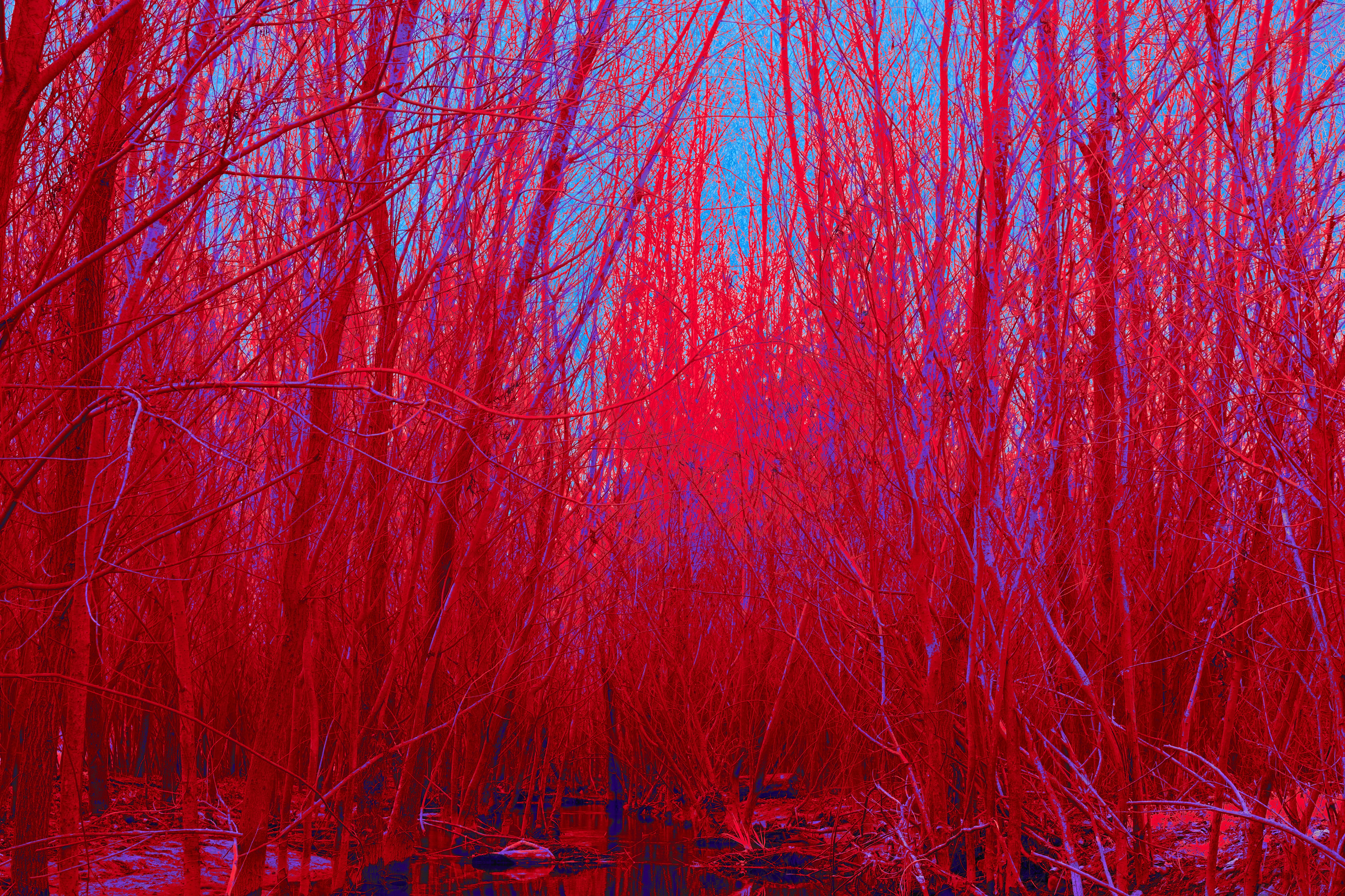 Photo by wolfgang_hasselmann