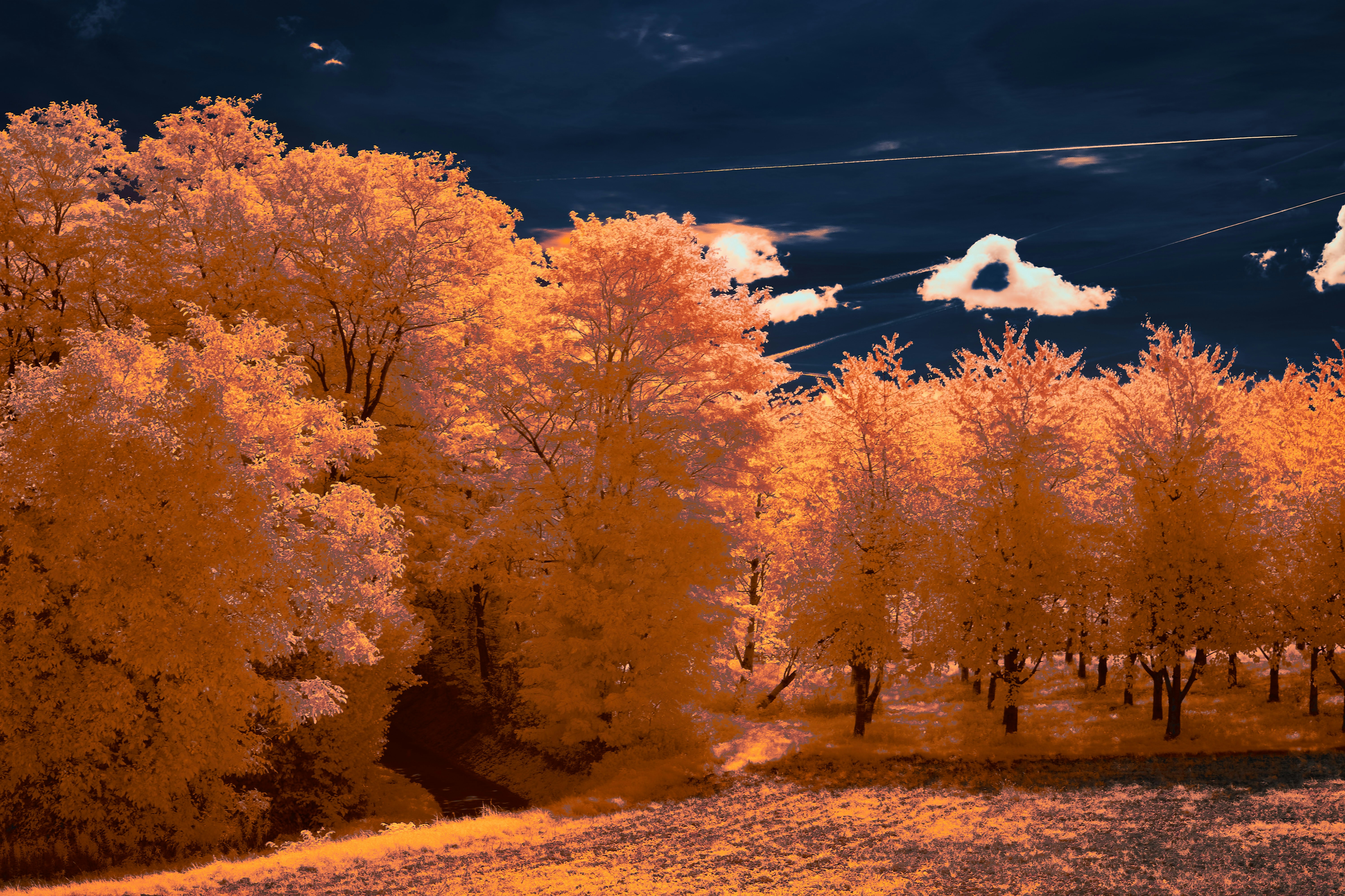 Photo by wolfgang_hasselmann