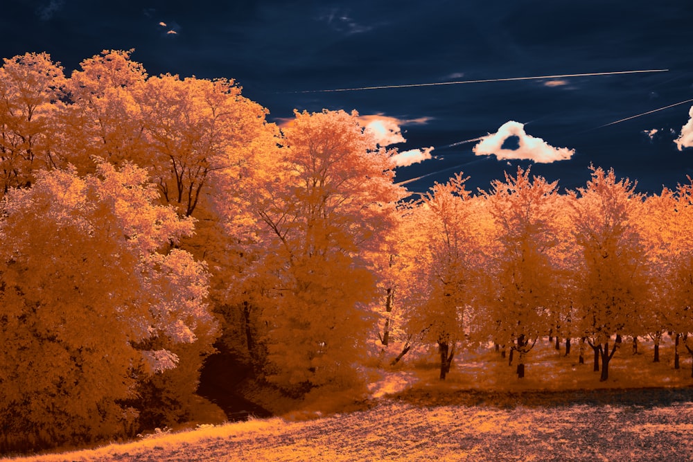 a group of trees with orange leaves