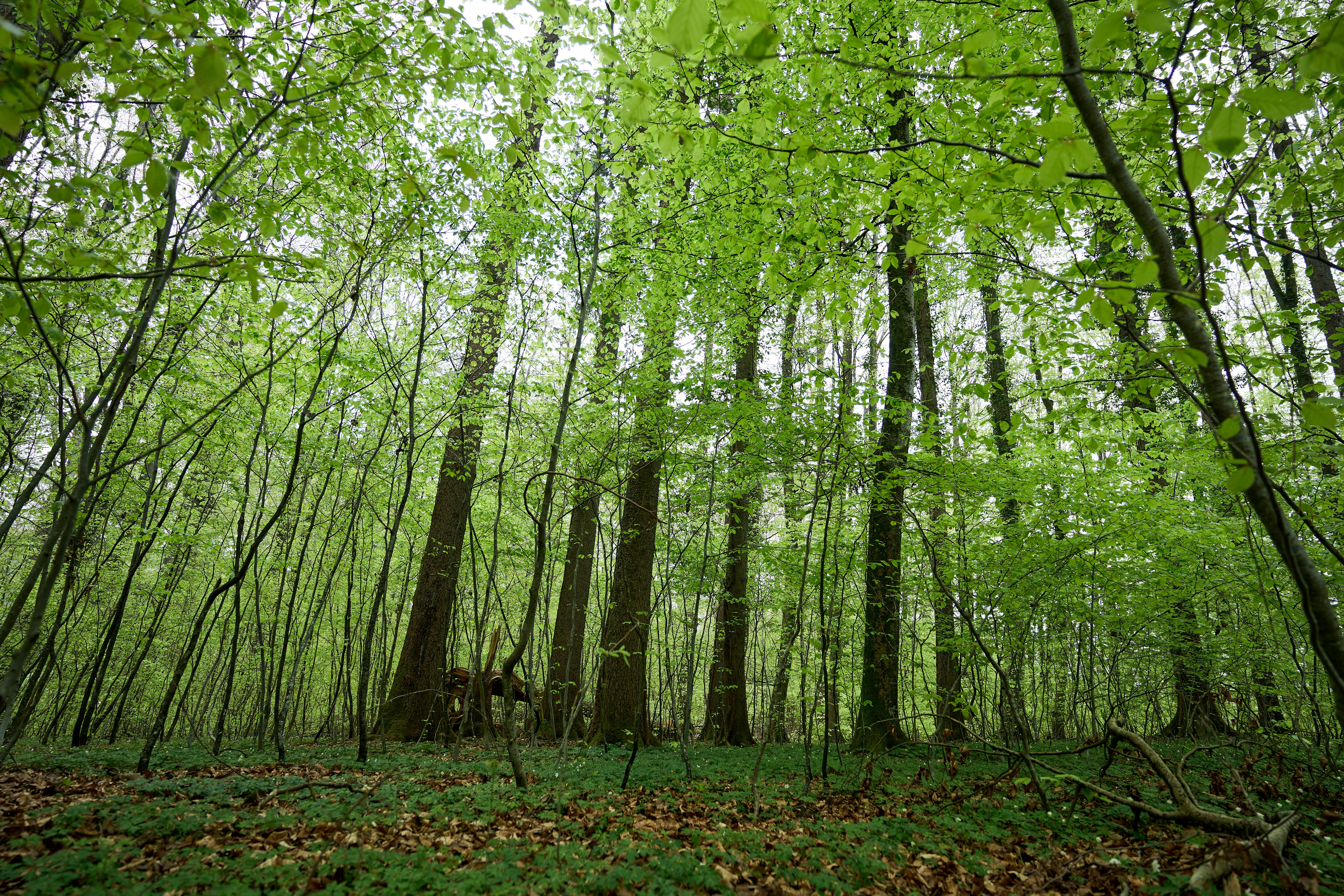 Photo by wolfgang_hasselmann