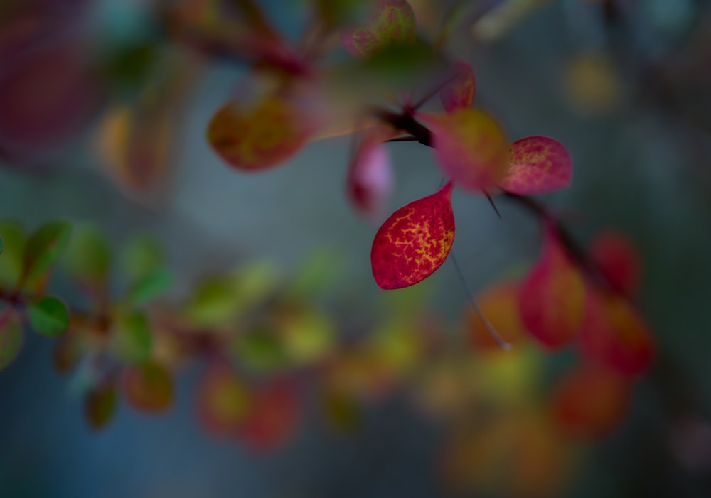 a close up of a flower