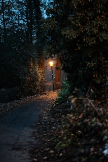 Dark forest path illuminated by soft, warm light, evoking introspection.