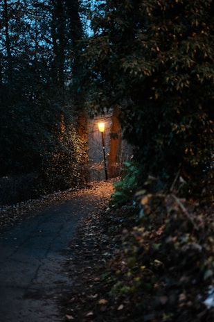 Dark forest path illuminated by soft, warm light, evoking introspection.