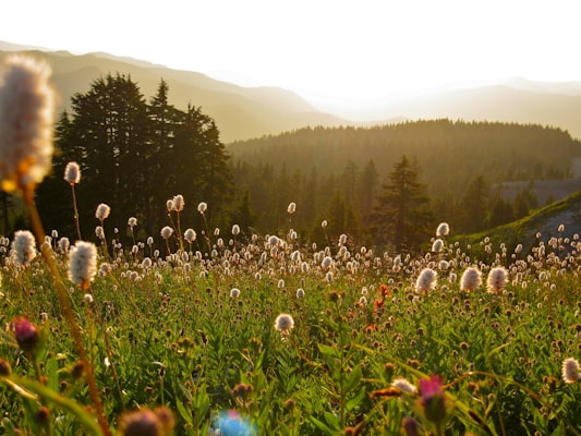 Wildflower meadow in Oregon — scenic vista representative of Marys Peak's summer bloom