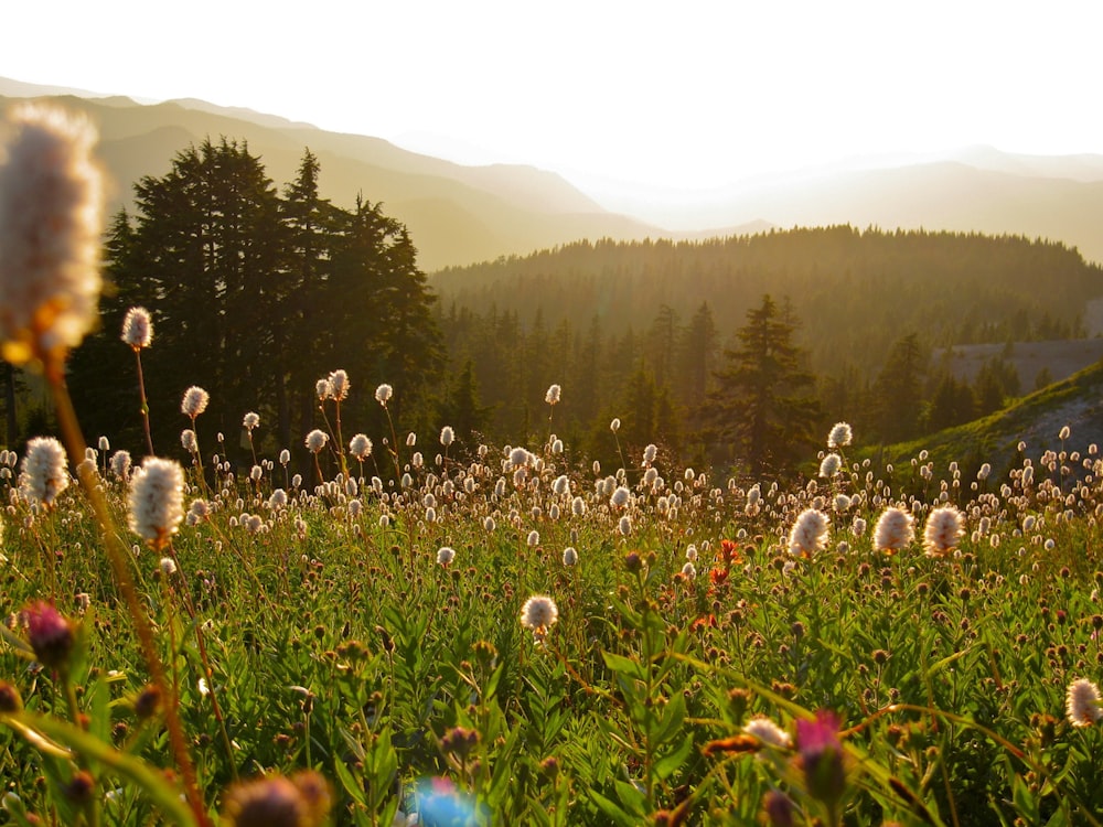 um campo de flores