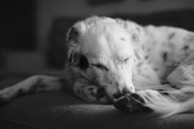 A black and white photo of a dog resting peacefully on a wooden floor, next to a bowl of natural treats.