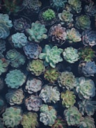 An array of potted succulents displaying a variety of shapes and subtle color variations. The plants are arranged closely together in a grid pattern, showcasing their fleshy leaves and rosette formations.