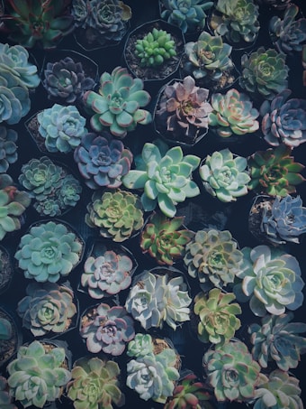 An array of potted succulents displaying a variety of shapes and subtle color variations. The plants are arranged closely together in a grid pattern, showcasing their fleshy leaves and rosette formations.
