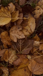 A pile of golden leaves neatly gathered in a yard ready for removal.