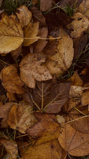 A freshly raked yard with crisp leaf piles ready for pickup