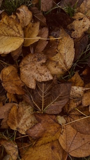 Students raking leaves into a large pile.
