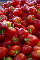 A vibrant mix of red and yellow bell peppers freshly harvested and ready to ship.