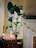 A cozy room features a large potted plant with broad green leaves placed by a window. Soft lighting from string lights adds warmth to the scene. There is a fireplace adorned with string lights and a small potted plant. A patterned pillow rests on a sofa, contributing to the cozy ambiance.