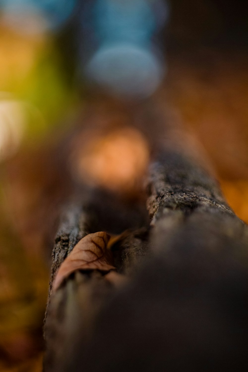 a close up of a monkey