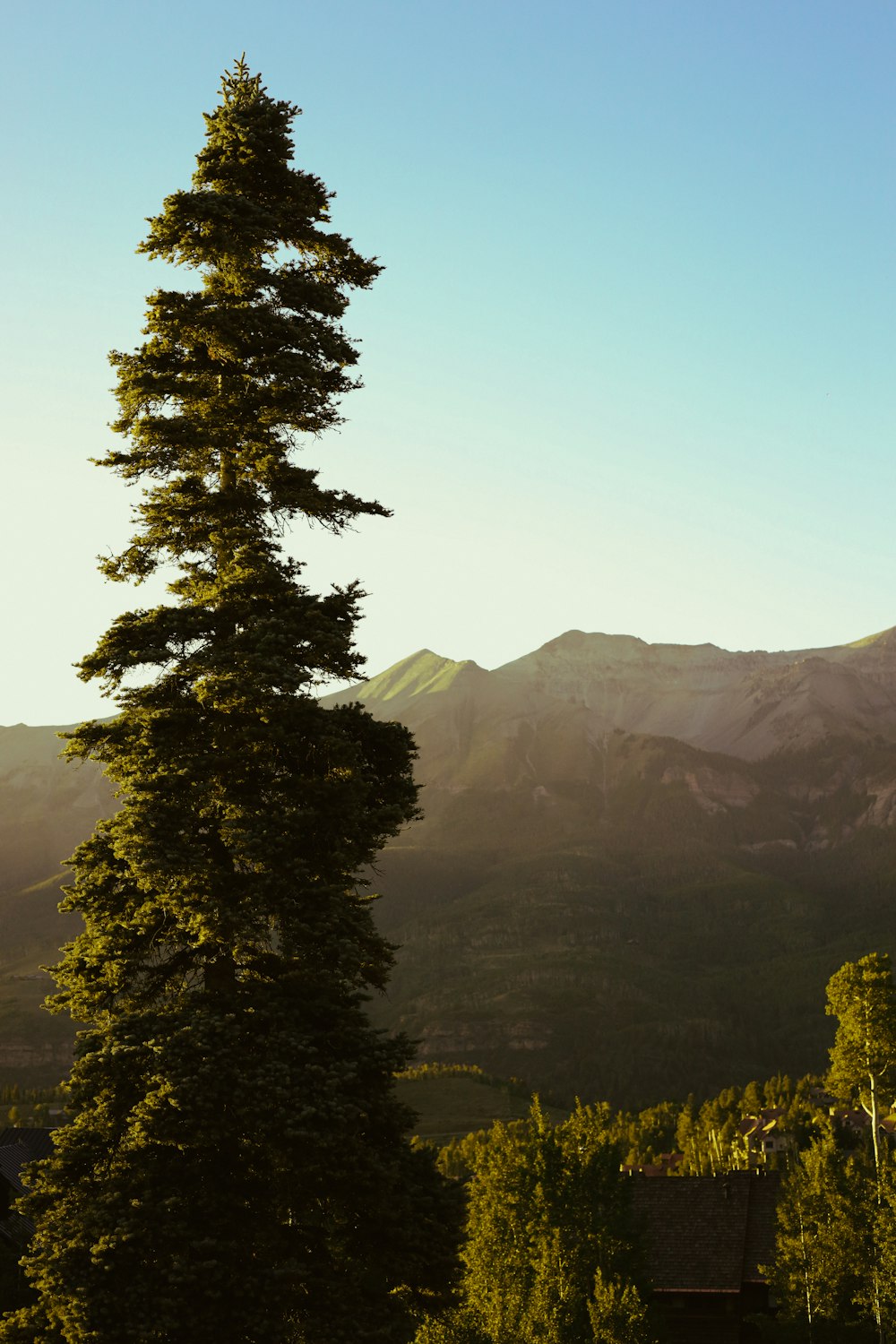 a tree in front of a mountain