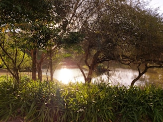 A serene natural setting with a small pond surrounded by lush greenery and trees. The sunlight peeks through the branches, creating a sparkling reflection on the water surface, adding warmth and a sense of tranquility to the scene.