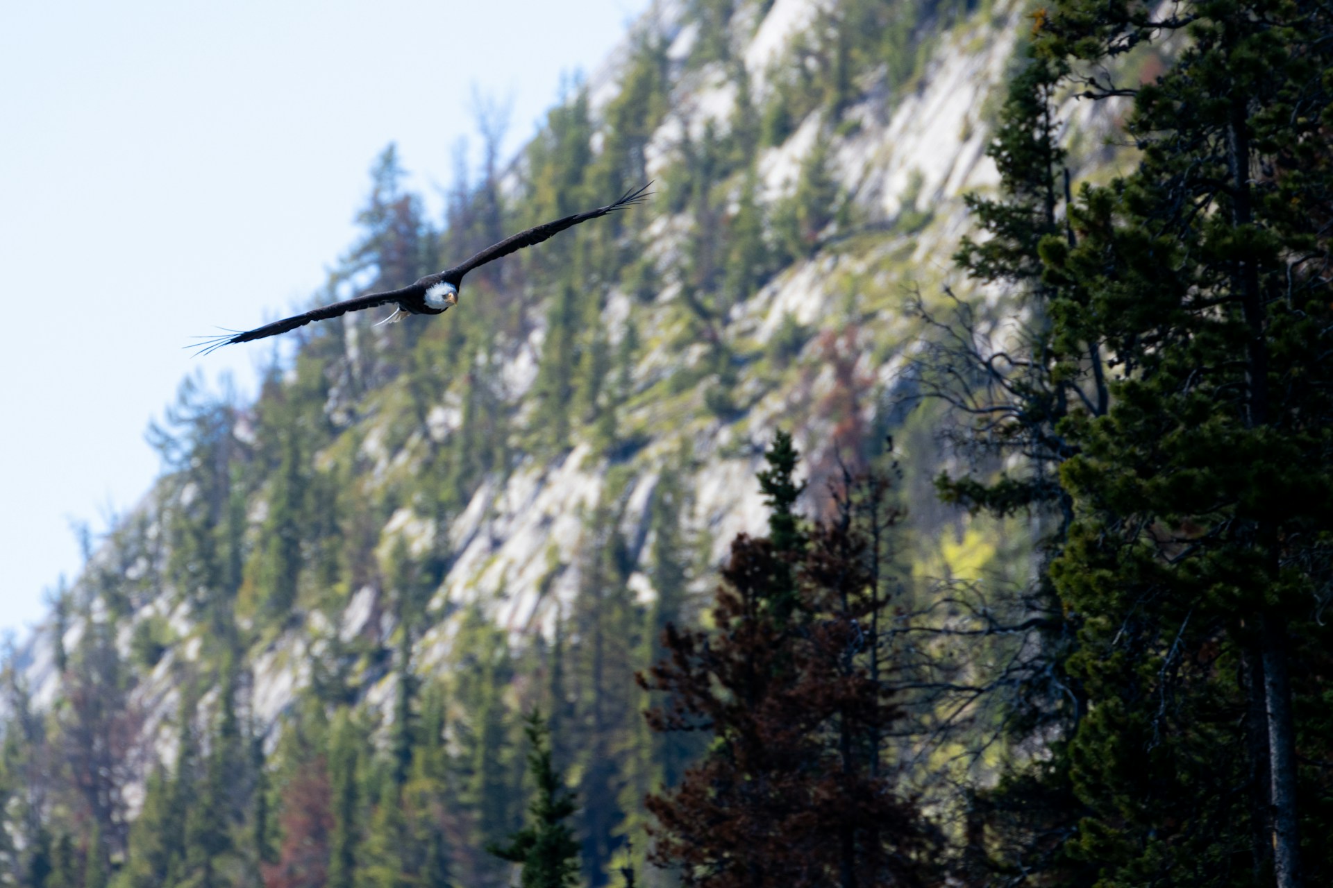 black and white bed linen