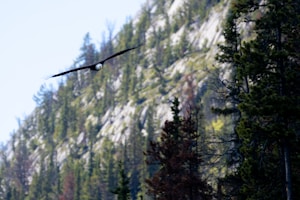An eagle gracefully glides through the air against the backdrop of a rugged mountainous landscape. Evergreen trees in varying shades of green and brown are prominent in the foreground and background.