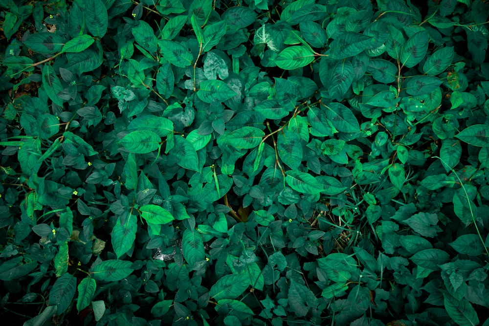 un groupe de feuilles vertes