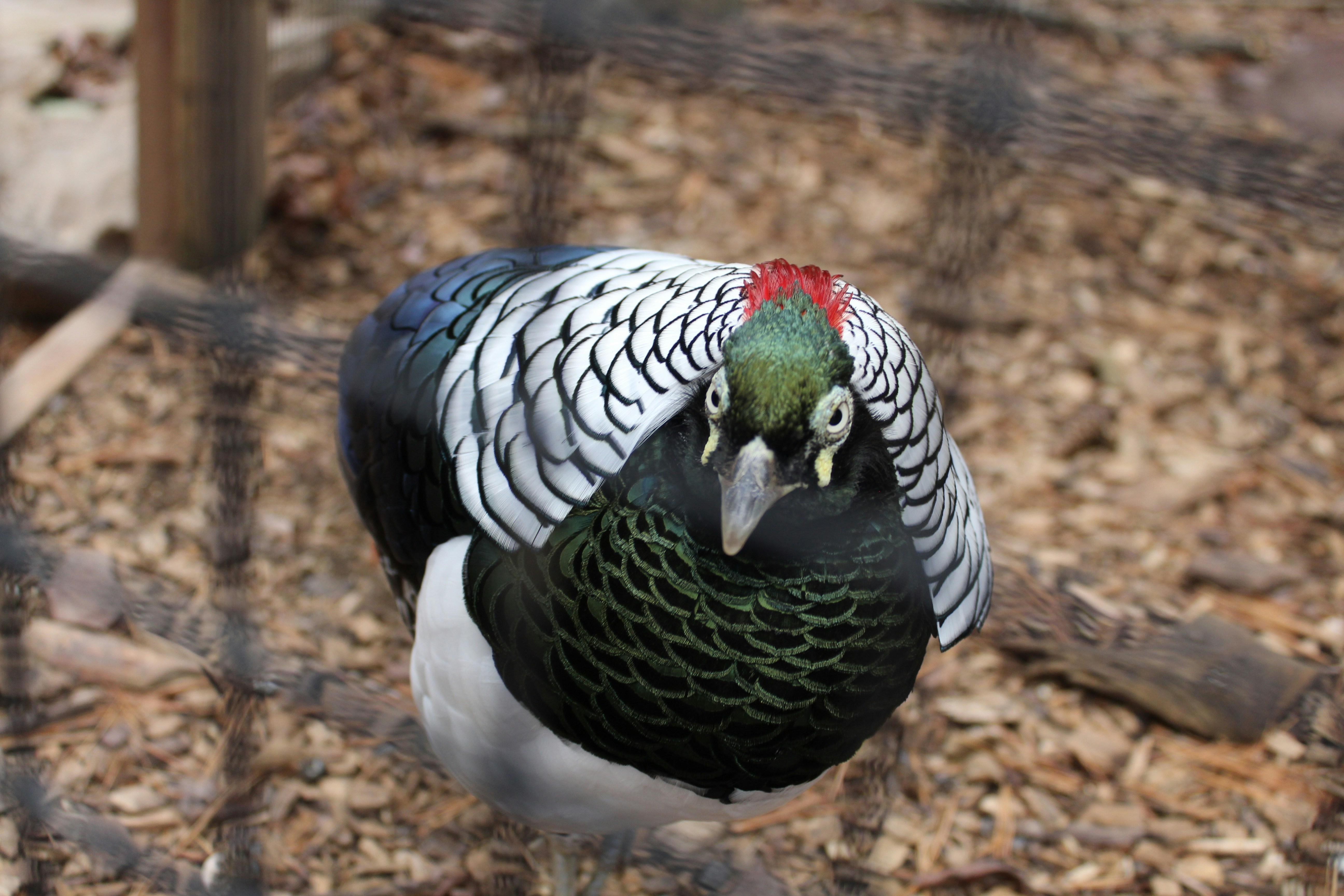 a bird with a colorful head