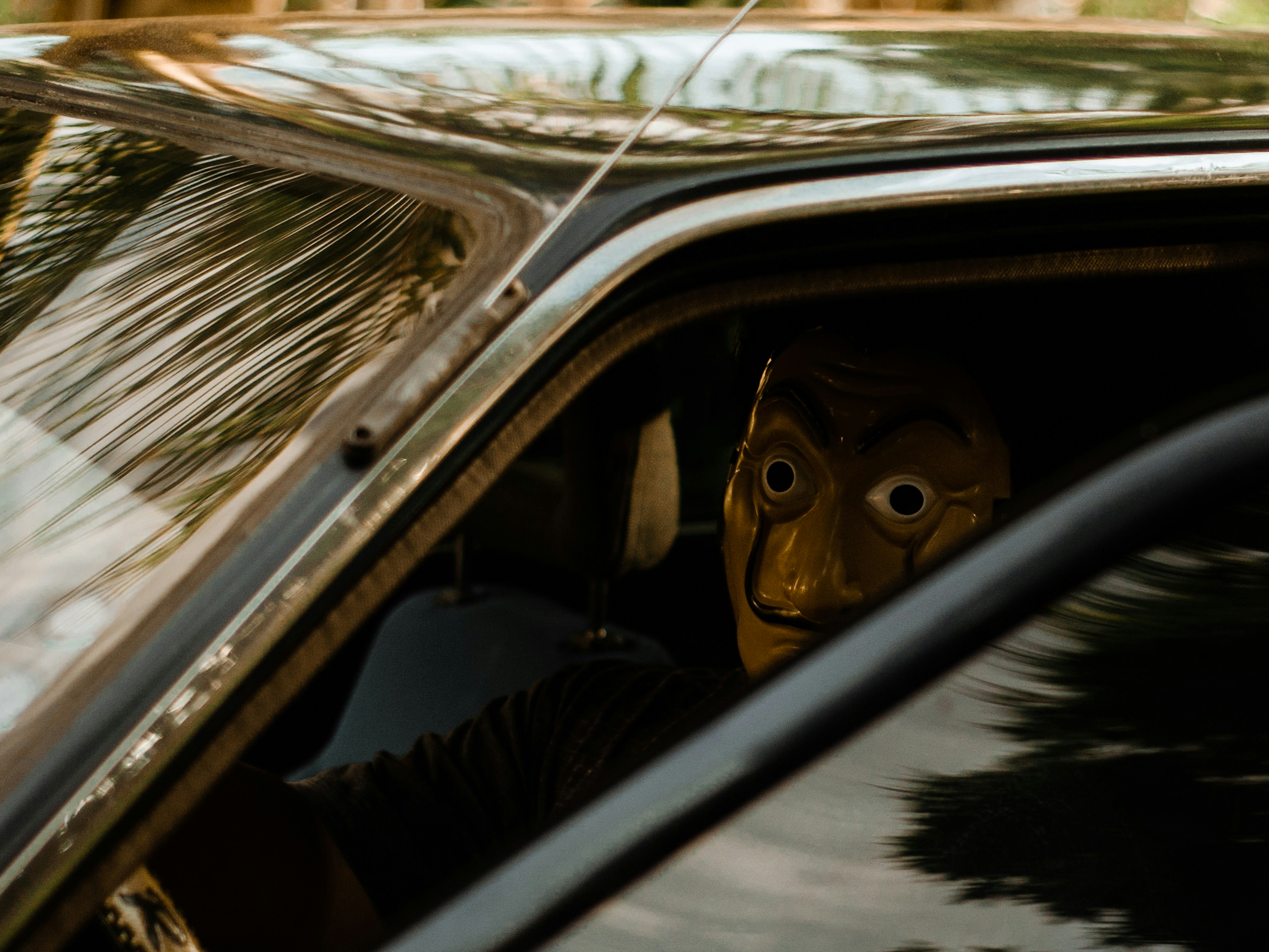 a cat looking out of a car window
