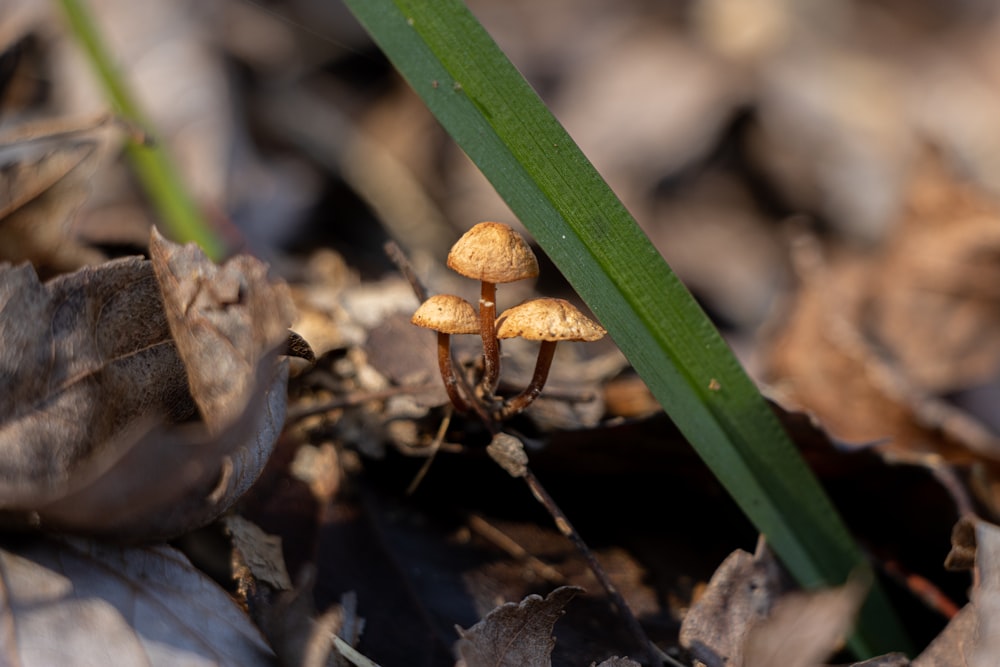 a close up of a bug