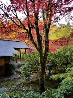 A peaceful Japanese garden in autumn, with vibrant red and gold leaves framing a traditional tea house.