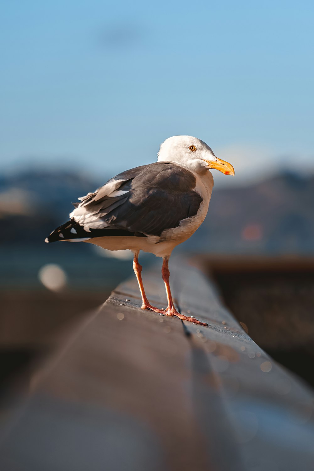 a bird standing on a rock