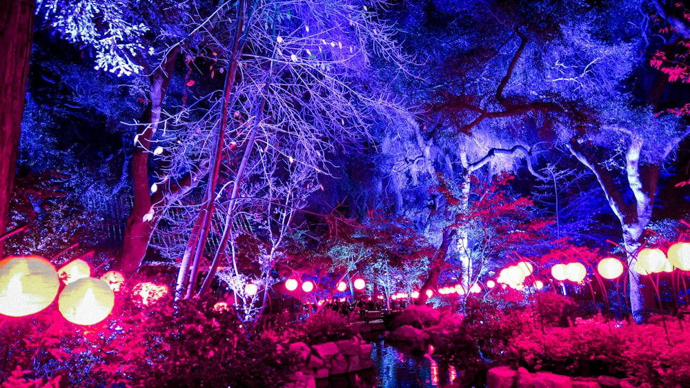 a group of trees with lights