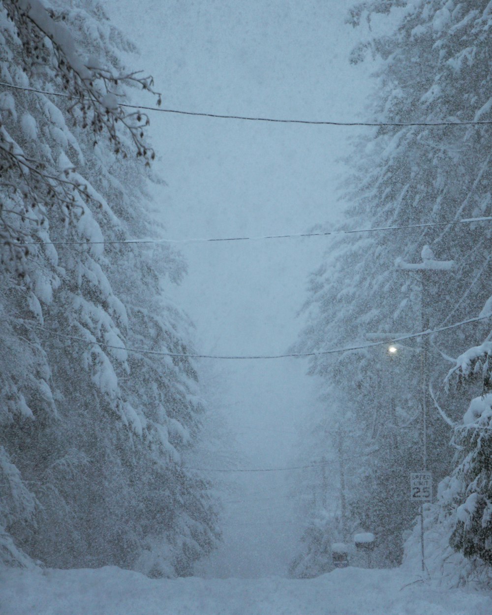 a snowy street with trees and power lines