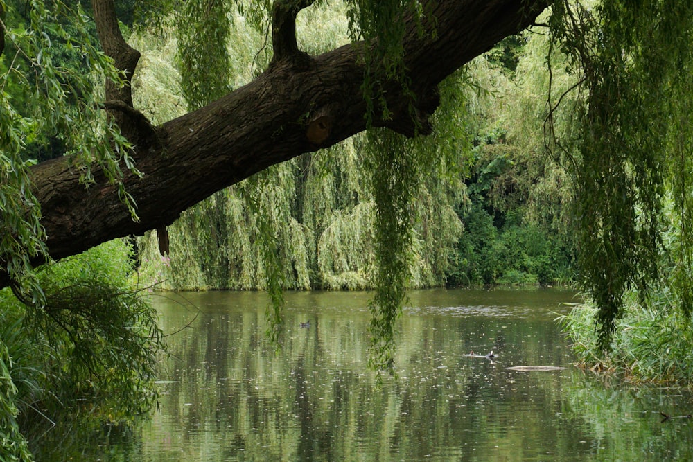 a tree over a body of water