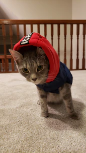 A cat modeling a vibrant, custom-fitted jacket with playful patterns.