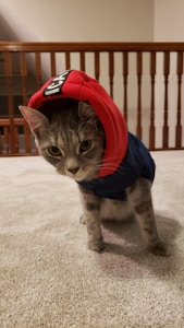 Cozy Cat Hoodie