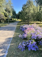 A peaceful park path lined with blooming flowers inviting a calming walk.