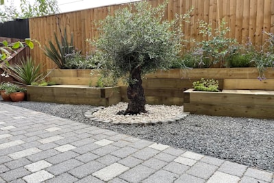 A small tree, possibly an olive tree, is planted in a circular bed of white pebbles and surrounded by gravel. Behind it, there are raised wooden garden beds containing various plants and shrubs. The area is bordered by a wooden fence and has a paved walkway in the foreground.