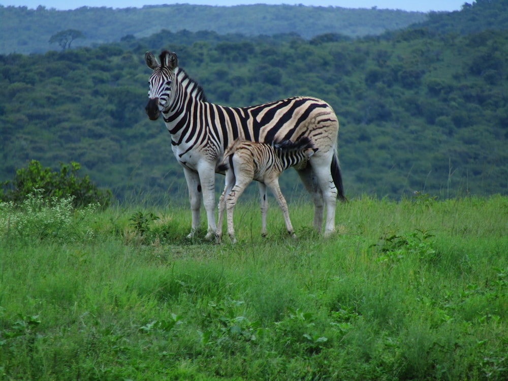 a zebra and its baby in a meadow