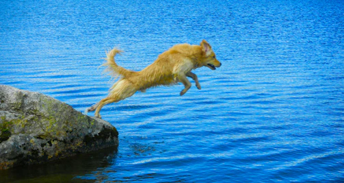A playful golden retriever mid-leap in a sunlit park, capturing joyful pet photography.