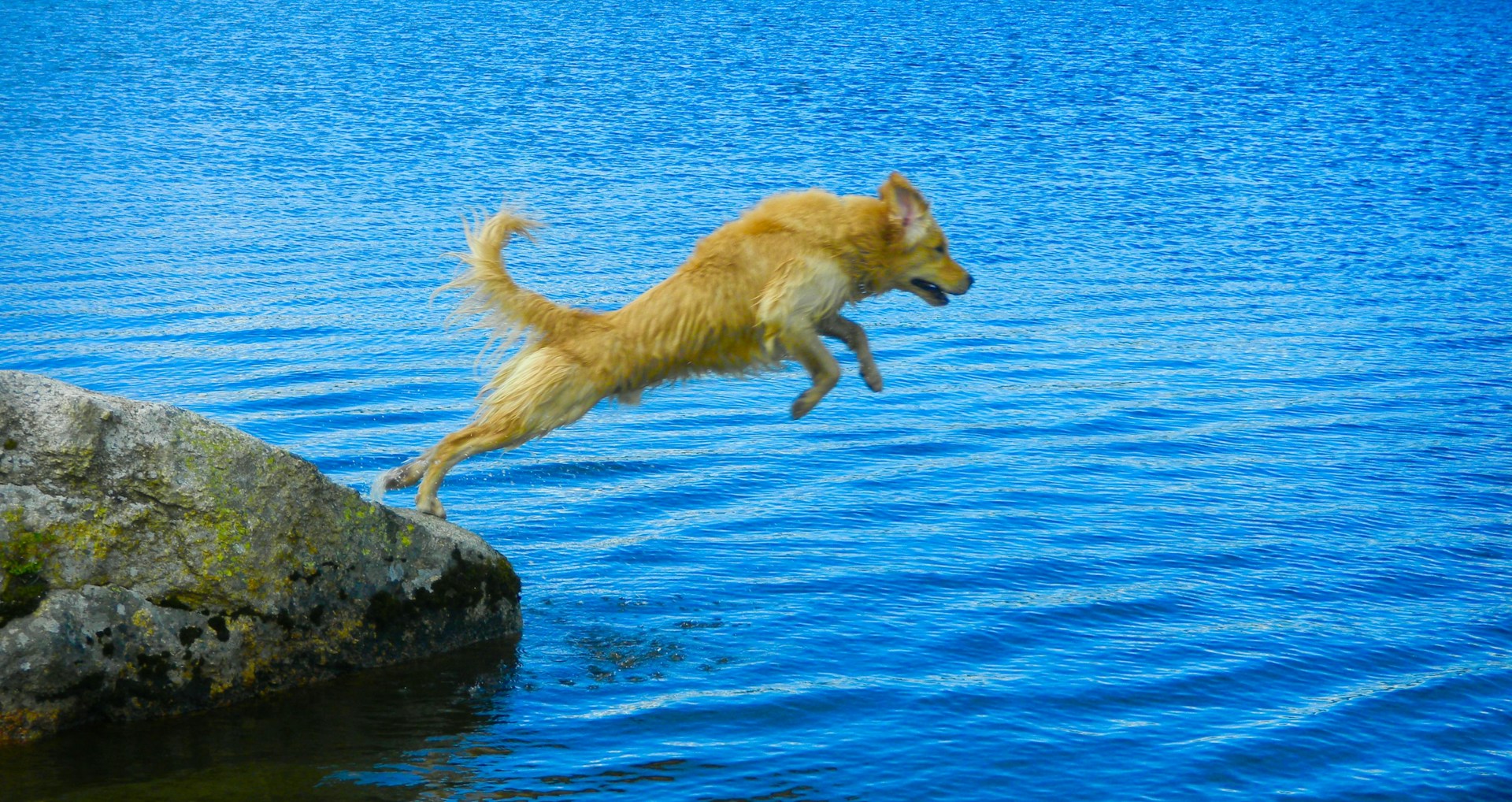 A joyful golden retriever mid-leap in a sunlit park, capturing the playful spirit of a happy pet.