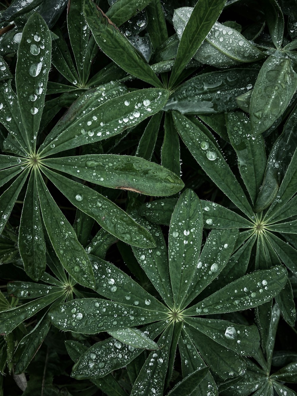 a close up of some leaves