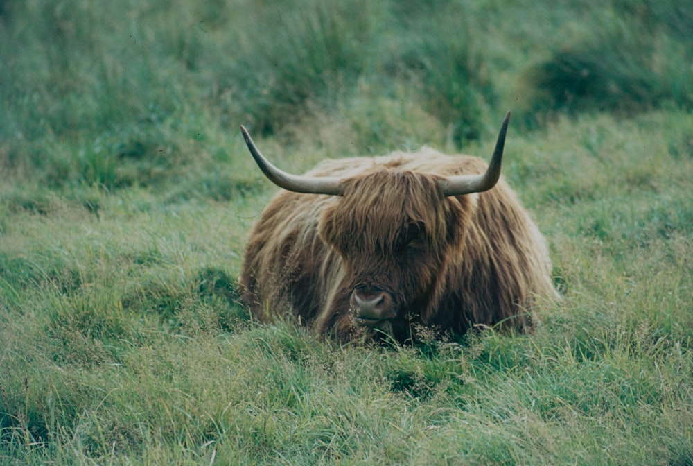 a yak lying in the grass
