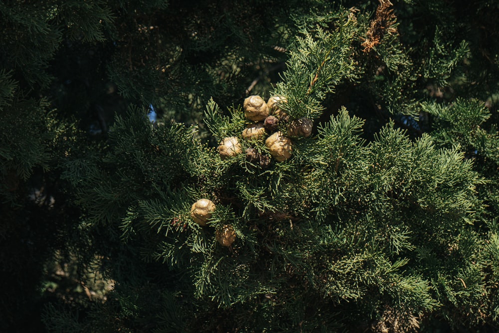 a group of pine cones on a tree