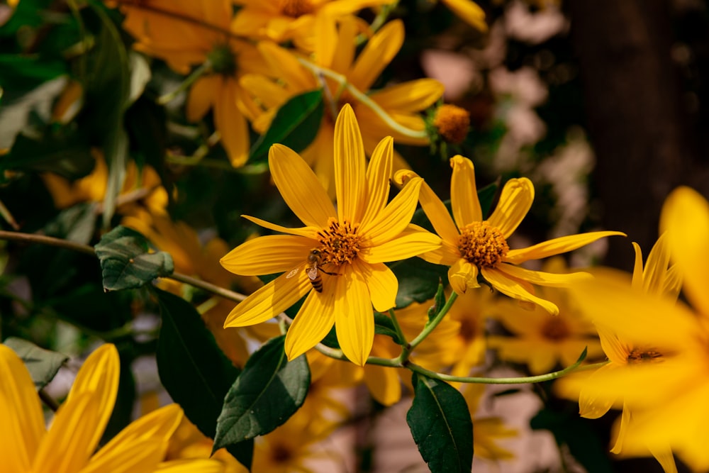 a group of yellow flowers